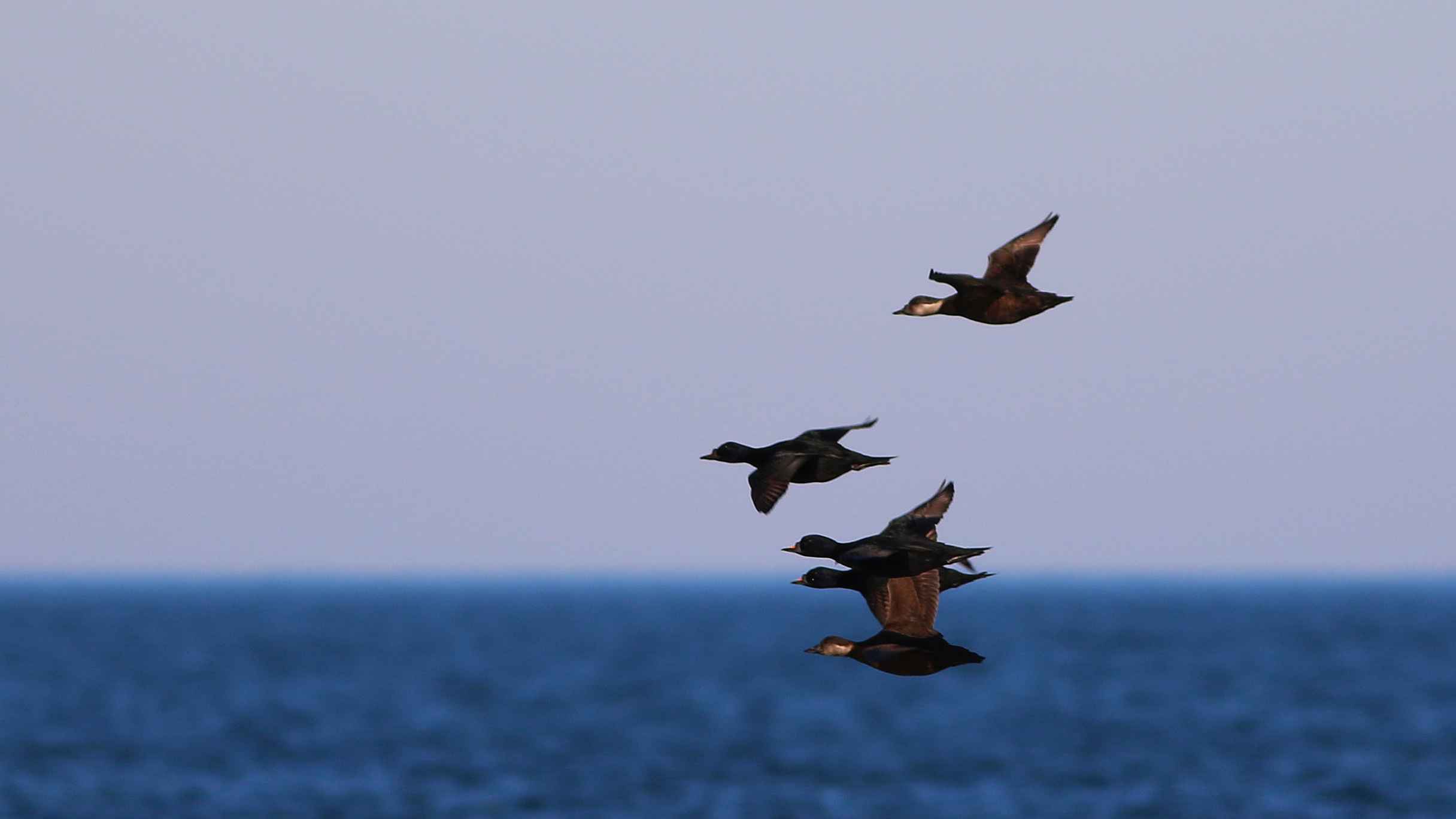 Common Scoter